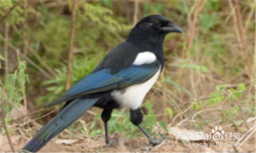 如何驱赶喜鹊