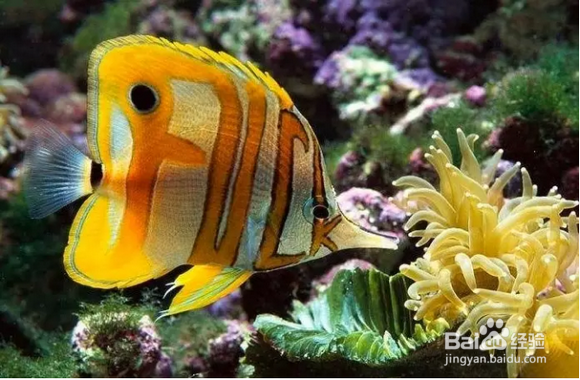 观赏鱼的种类有哪些