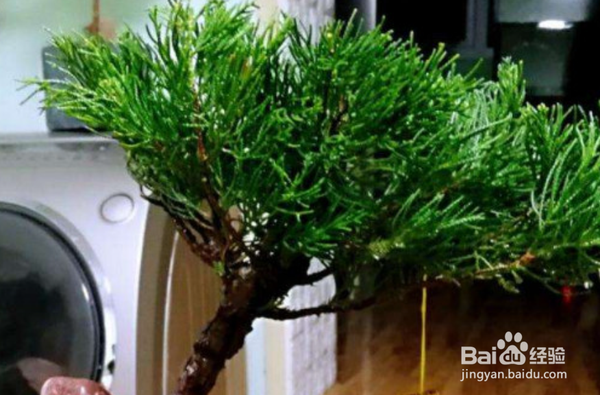 柏树怎么种植和养护