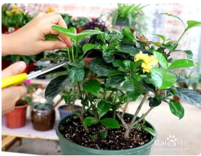 桅子花怎么修枝