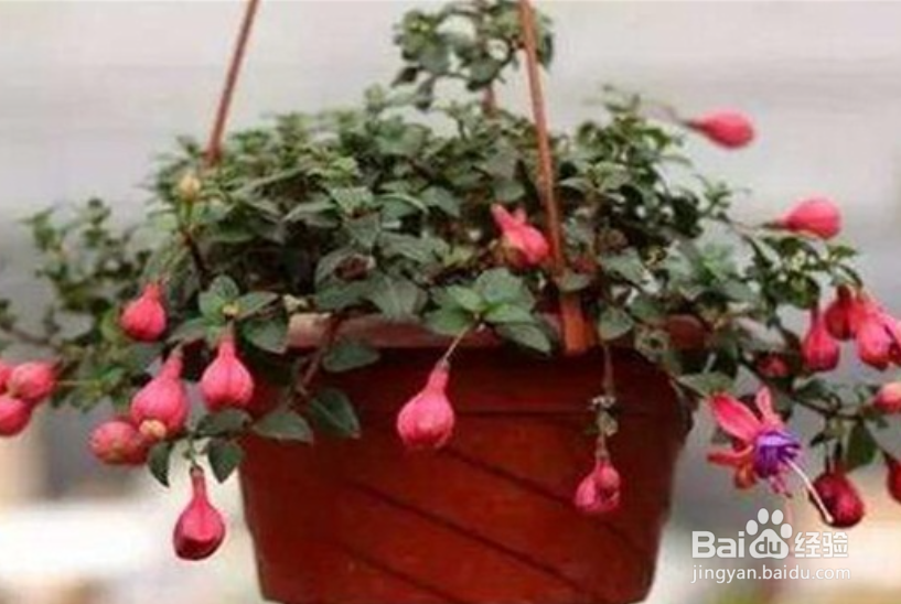 到挂金中怎么养