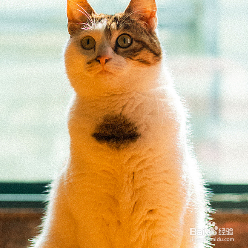 猫咪呕吐黄水怎么办