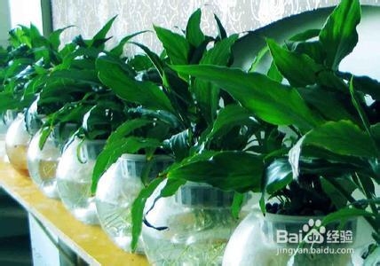 水培植物烂根怎么办