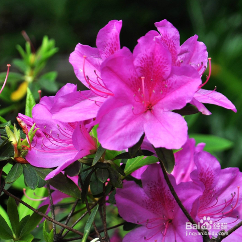 杜鹃花叶子发黄怎么治