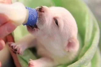 狗狗可以喝牛奶吗