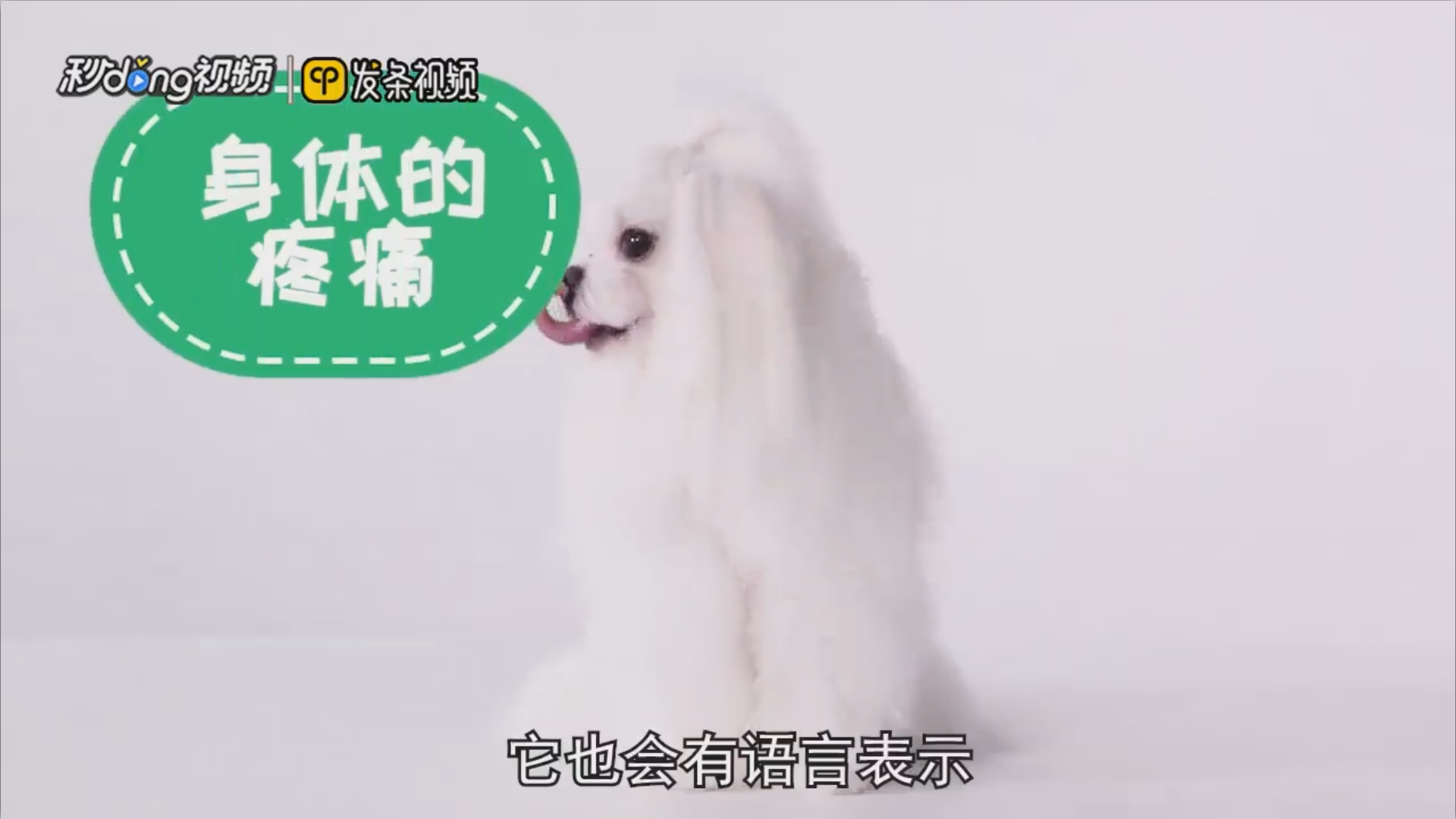 如何听懂狗狗的语言