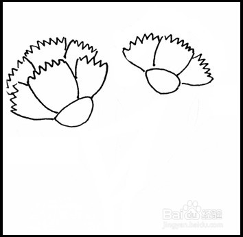 怎样画简笔画（花卉）：[10]康乃馨