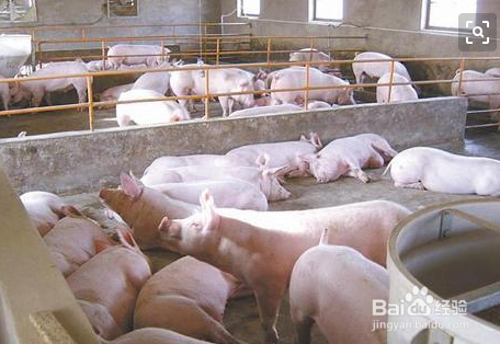 猪从猪圈里跑出该怎么办