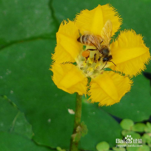荇菜怎么养殖？