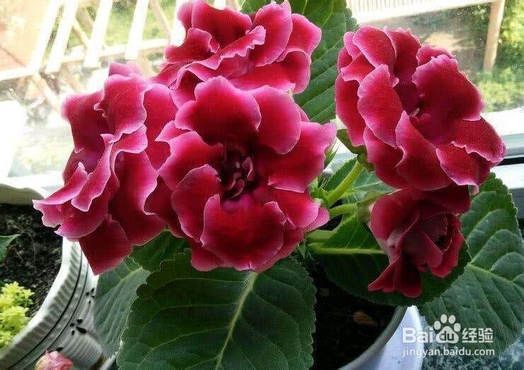 大岩桐怎么养 大岩桐养殖方法