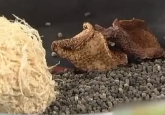 如何妙用新会陈皮退烧？