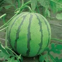 养护肝脏要健康饮食