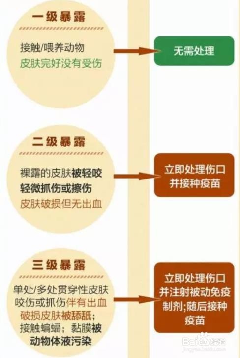 被猫狗抓伤后如何处理