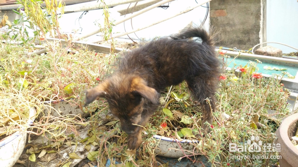 怎么培养和狗狗之间的感情？