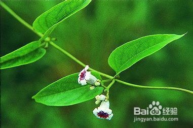 农村的朋友这些草药你知道它的作用吗