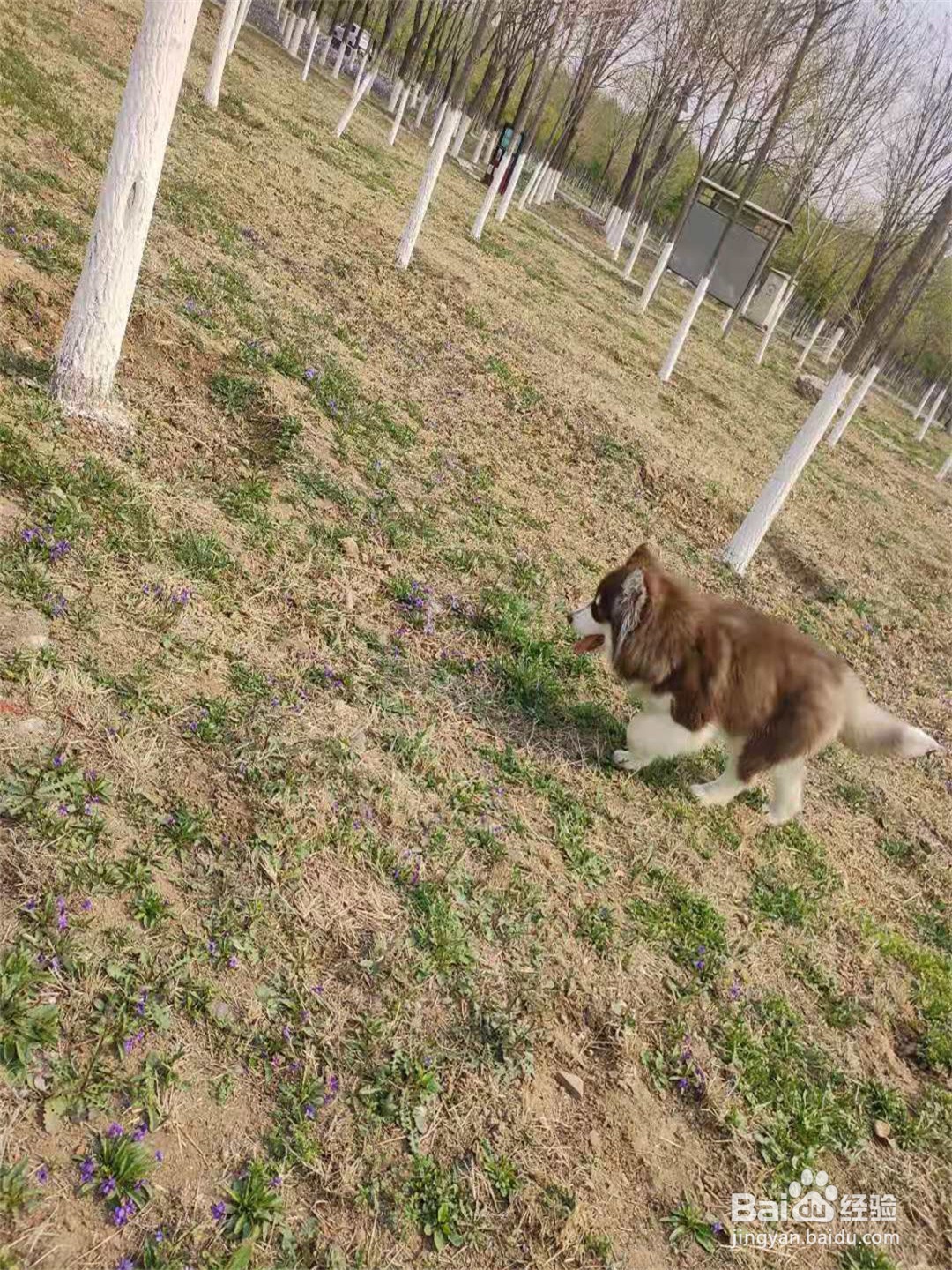 如何教会狗狗定点上厕所