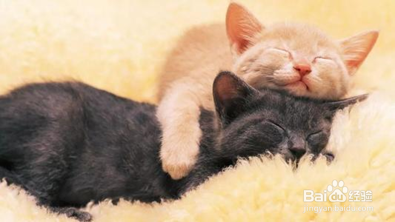 猫为什么会打呼噜?