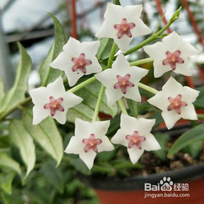 贝拉球兰怎么样