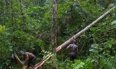 小叶紫檀价格?满金星小叶紫檀价格