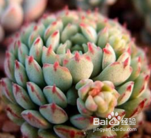 小红衣多肉怎么养