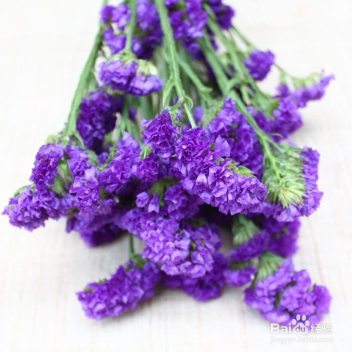 勿忘我怎么养成干花