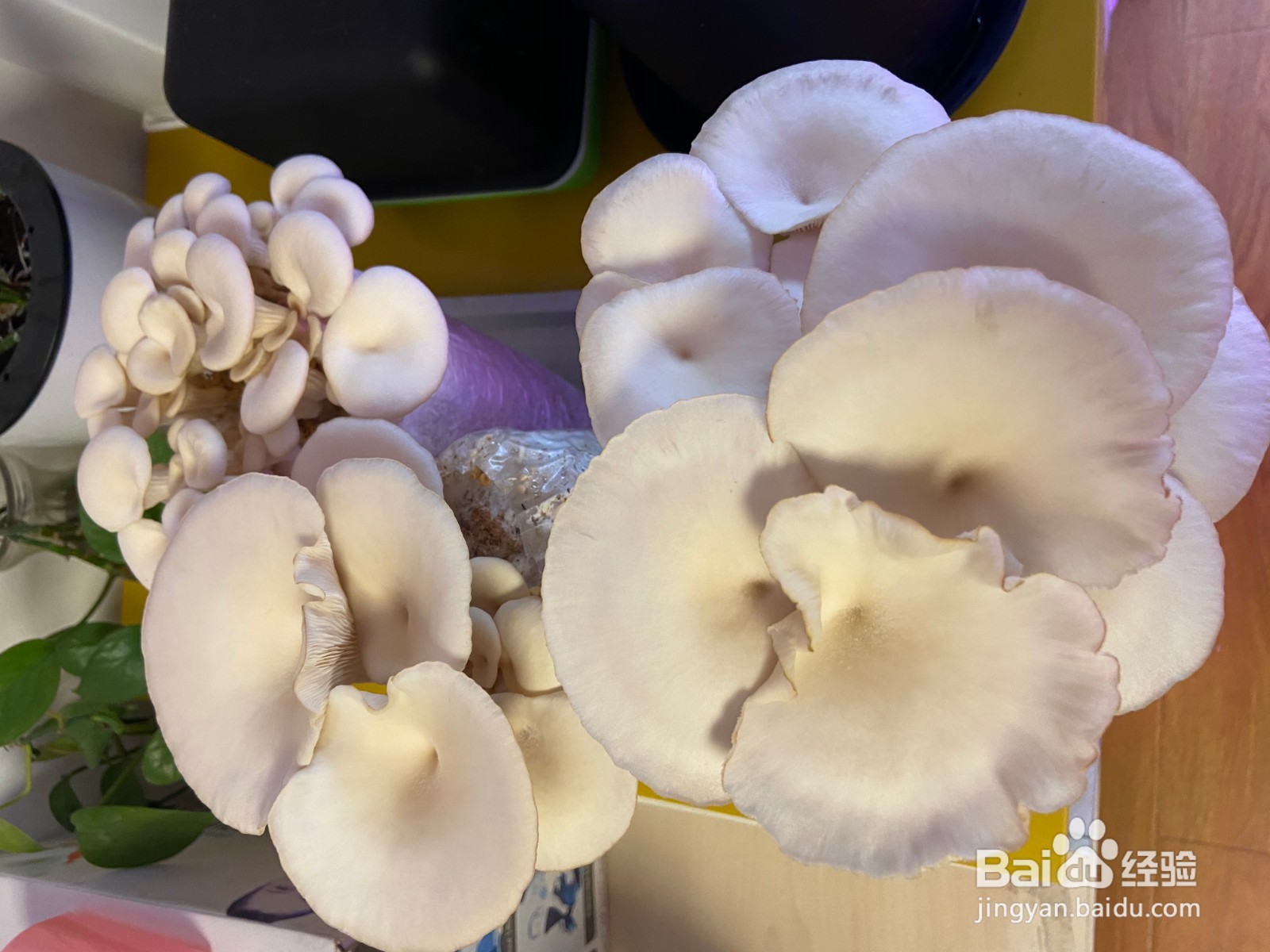 家庭种植蘑菇,一周吃上自己种的蘑菇
