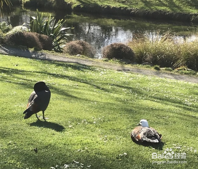 新西兰景点排名？