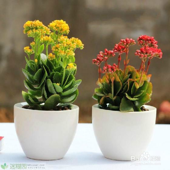 长寿花养殖方法之七大技巧分享