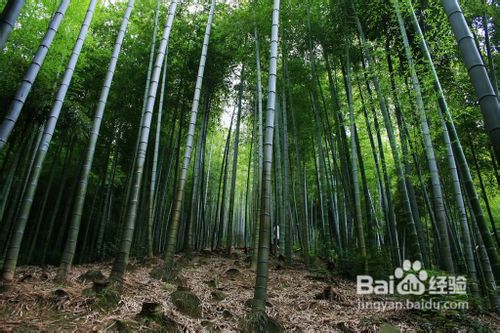 江南天池滑雪场旅游小攻略