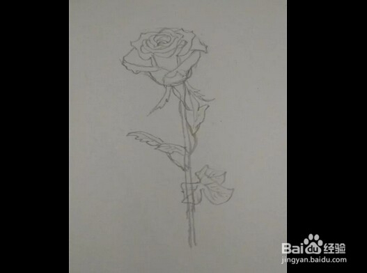 简笔画:手绘铅笔画“一枝红玫瑰”
