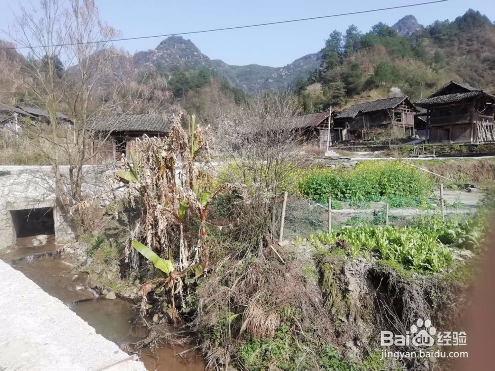 彩虹与樱花观赏散记