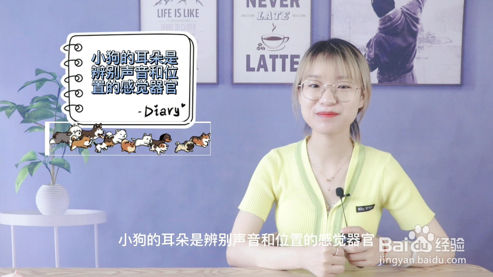 小狗的耳朵有什么特点和作用