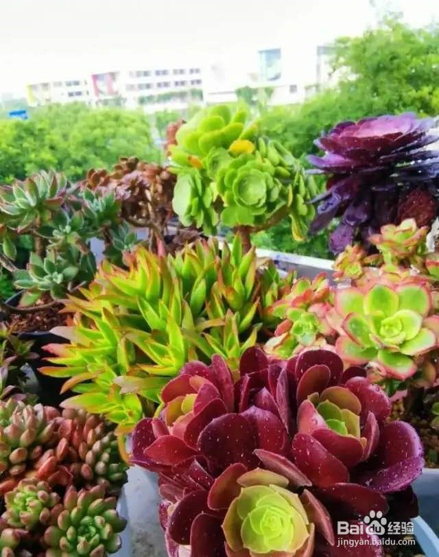 石榴繁茂生长期,打顶嫩叶不要扔,一炒变养生茶