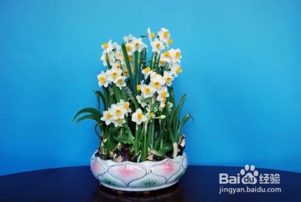 将吃剩下的果皮，简单一处理养花，植物越长越旺