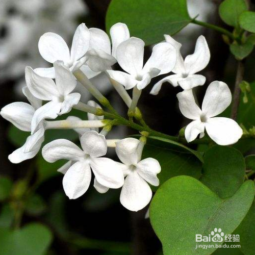 丁香花该如何养殖?