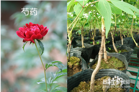 牡丹花和芍药花的区别