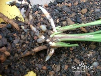 养兰花植料应该具备的基本特点
