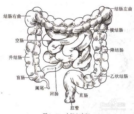 如何让腰和肚子三天内变瘦、变小!