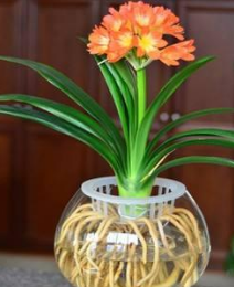 君子兰养殖的正确方法