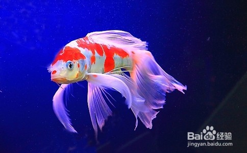 锦鲤的品种图解
