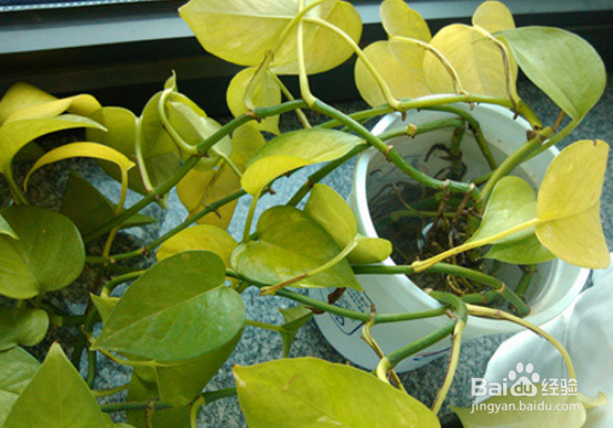 花叶黄了怎么能变绿