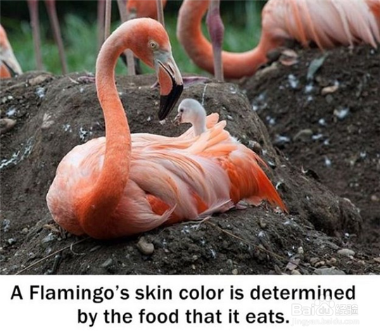 你绝对不知道的十条趣味冷知识