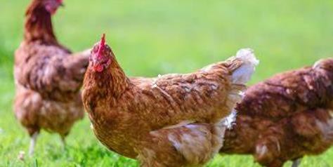 豆腐渣喂鸡禁忌