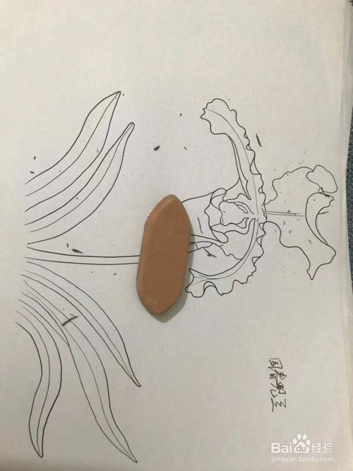 园春兜兰简笔画