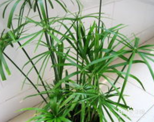 办公桌上放什么植物可以吸收辐射