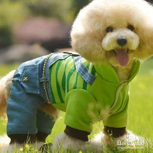 给狗狗穿衣服要注意什么？