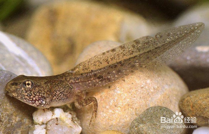 蝌蚪在水里怎么游