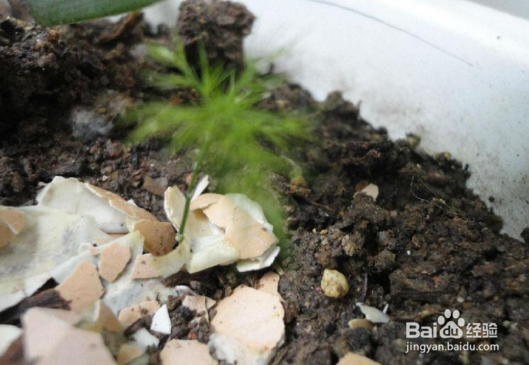 文竹种子的种植方法和注意事项