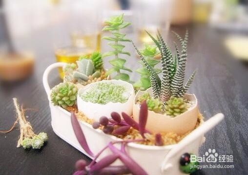 多肉植物如何养殖