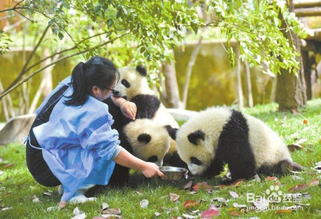 怎样才能当熊猫饲养员（怎样才能当熊猫饲养员?）